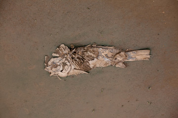 dead fish on  a beach