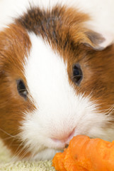 Guinea pig on a green background