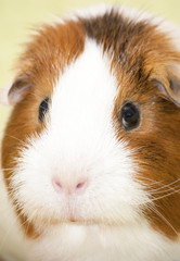 Guinea pig on a green background