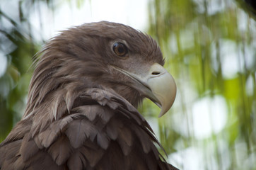 タカ