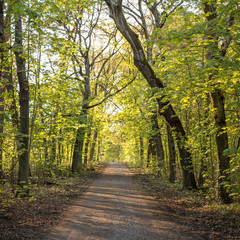 A beautiful tree avenue in spring shot against the light.