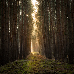 Mysterious pathway in the woods during autumn season