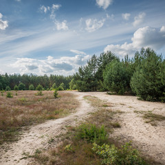 Desert like field in a forest during summer