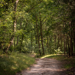 Obraz premium A twisting and narrow path leading through a lush summer forest landscape