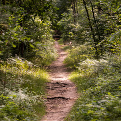Fototapeta na wymiar A twisting and narrow path leading through a lush summer forest landscape