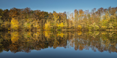 Colorful trees reflecting in a pond during autumn