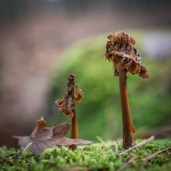 Closeup of half decayed mushrooms