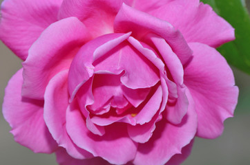 Pink Rose