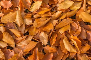 Texture of fallen golden leaves shot from above