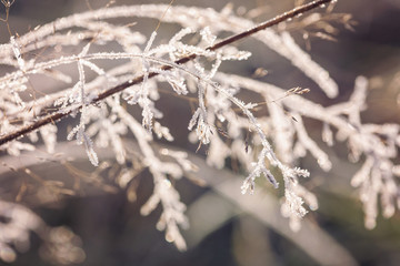Poetic winter - frozen plants with snow crystals
