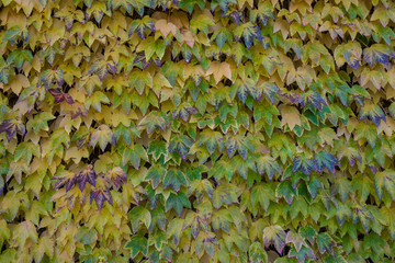 Wall of colorful ivy leaves in autumn
