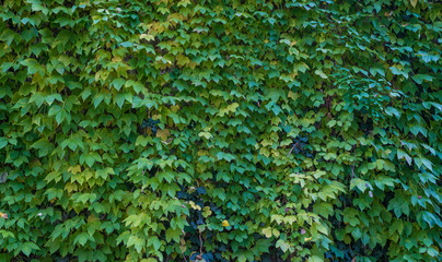Wall of colorful ivy leaves in autumn