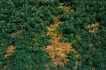 Wall of colorful ivy leaves in autumn