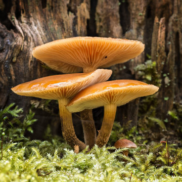 Trio of mushrooms glistening with dew