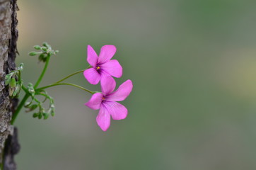 close up pink flower