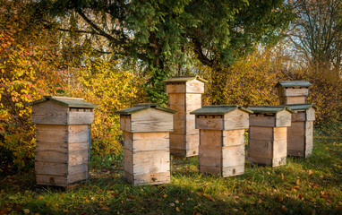 A group of wooden beeyards in a parkilluminated by soft sunlight