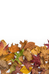 Colorful group of autumn leaves forming a background