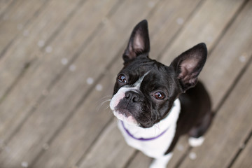 Boston Terrier