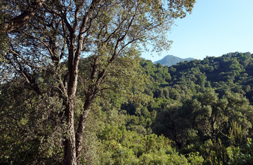 Forêt de Costa verde en haute Corse