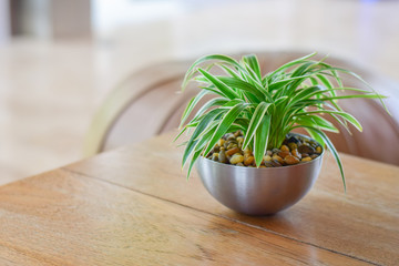 Variegated Mondo Grass Decoration on Wooden Table 