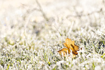maple leaf and grass in a sunny frost October cool morning