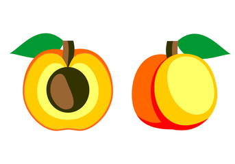 Vector fruits illustration. Detailed icon of apricot, whole and half, isolated over white background.Series of fruits and ingredients for cooking.