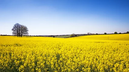 Rideaux tamisants Campagne Rape flower meadow panorama