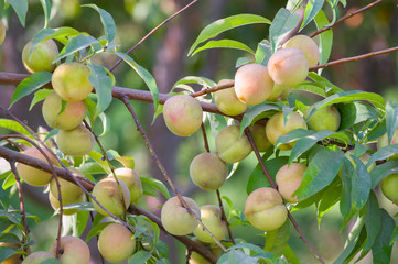 Branch of peaches