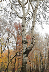 Fototapeta premium autumn
