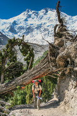 Under the fallen tree