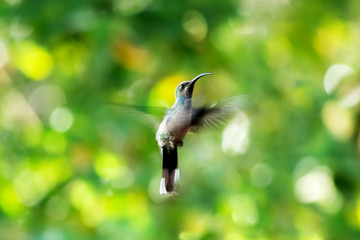 ein schöne Kolibri vor grünem Hintergrund