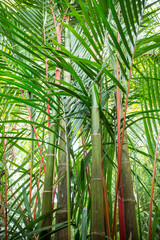 ein großer Bambusstrauß im Garten