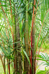ein großer Bambusstrauß im Garten