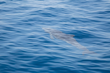 ein Delfin unter der Wasseroberfläche © Robert Leßmann