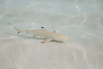 Fototapeta premium ein kleiner junger Schwarzspitzenriffhaie am Strand