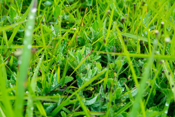 On the morning after rain II