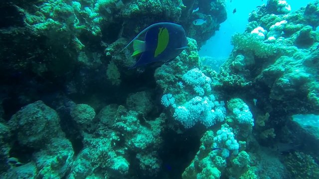 grosser arabischer kaiserfisch am korallenriff in aegypten
