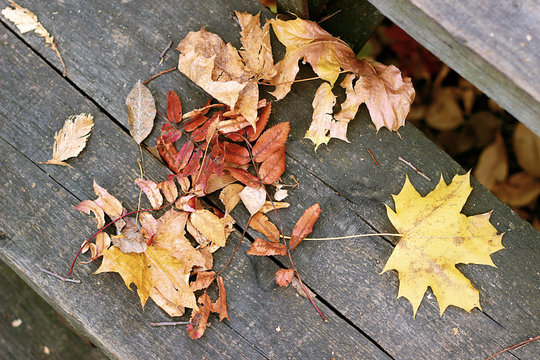 Autumn leaves on wooden background.