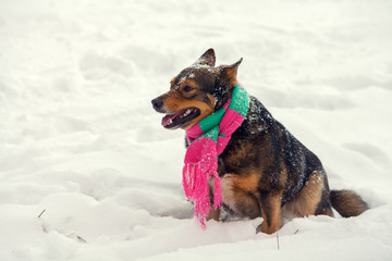 Dog wearing scarf walking outdoor in winter