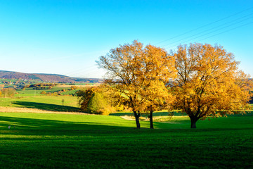 Landscape with two trees in autumn  in Belgian Ardennes