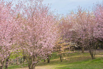 Japanese cherry blossom. Garden der Welt, Berlin