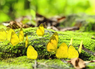 close up group of yellow Monarch butterfly in the forest.
