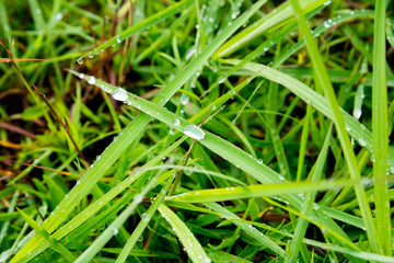 On the morning after rain II