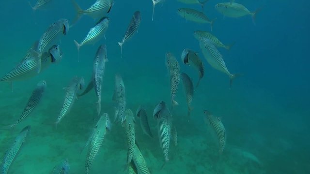 grossmaulmakrelen im seichten wasser in aegypten
