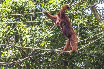 Obraz premium Orangutan in the jungle of Borneo Indonesia.