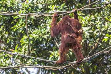 Orangutan in the jungle of Borneo Indonesia.