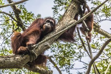 Fototapeta premium Orangutan in the jungle of Borneo Indonesia.
