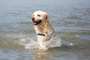 Hund im Meer