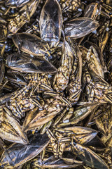 Thai food at market. Fried insects