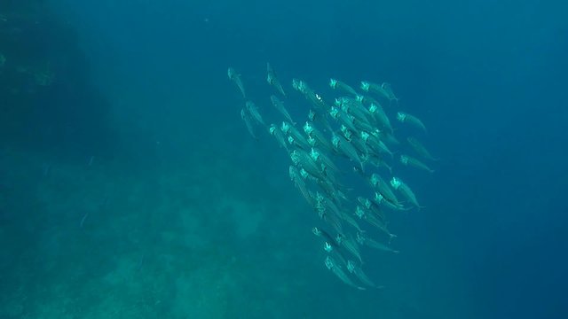 grosser schwarm grossmaulmakrelen im meer
